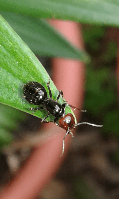 Formicidae : Crematogaster scutellaris? No, Camponotus lateralis